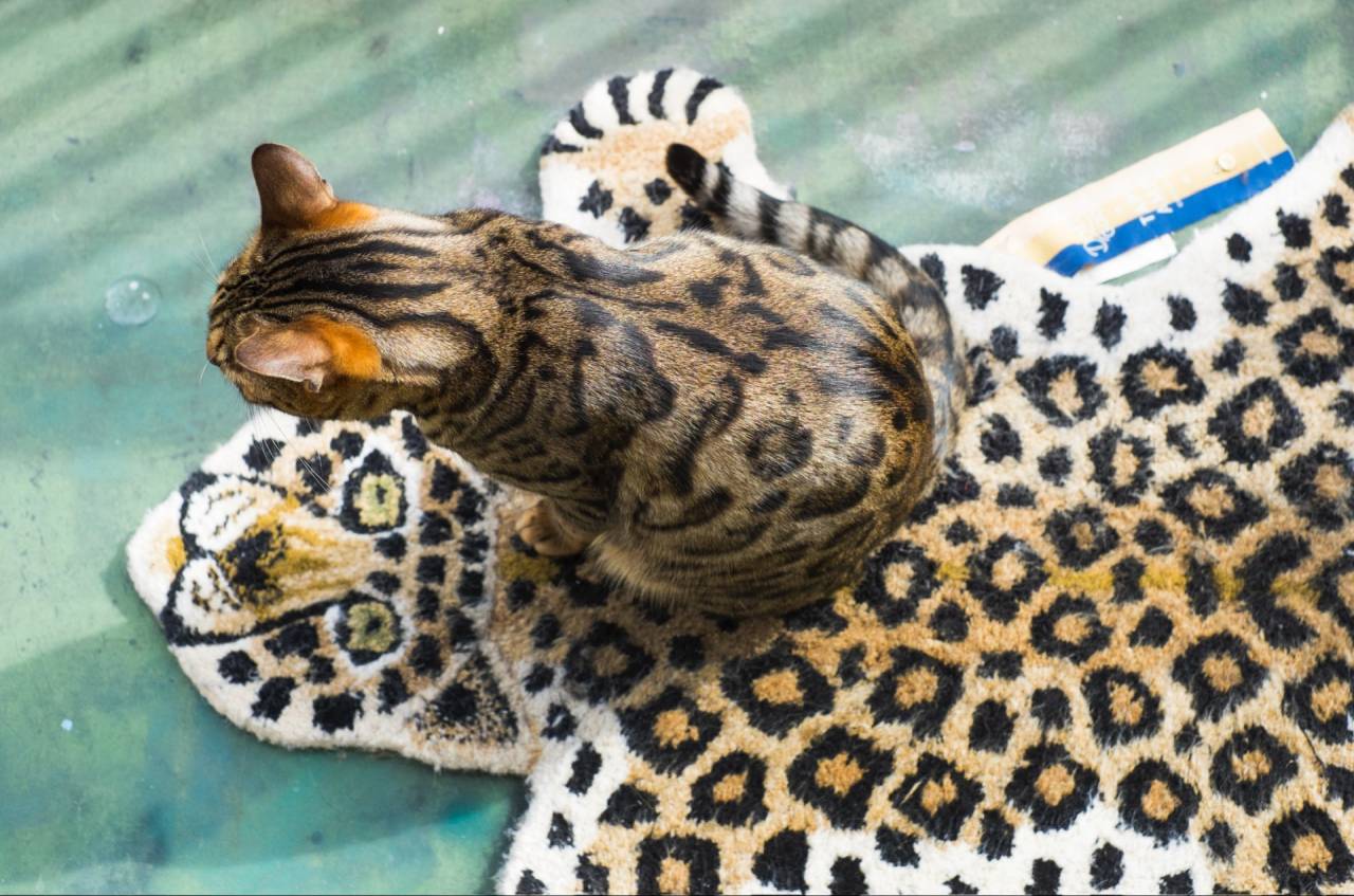 シュレーティンガーの虎