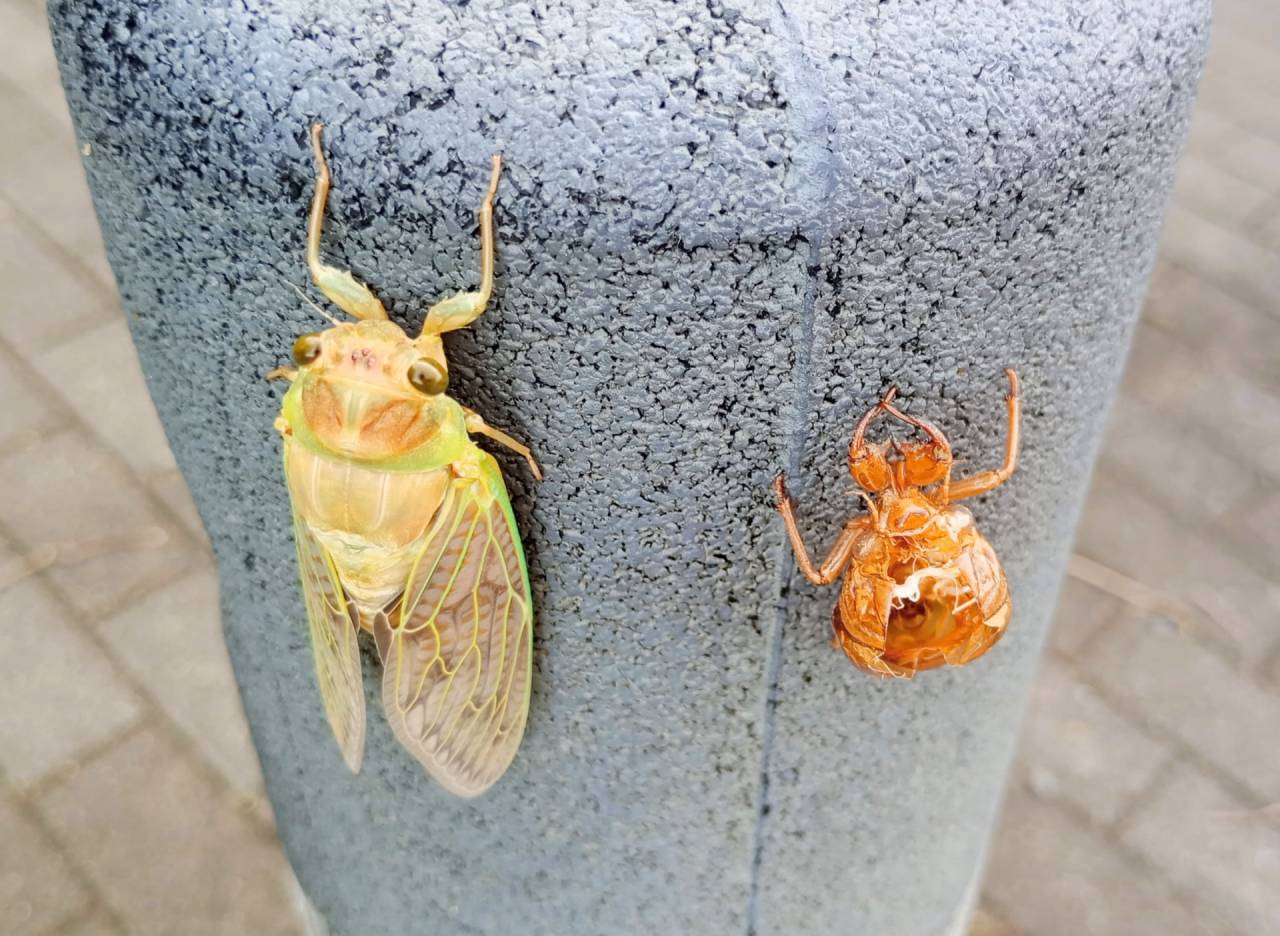 暑いせいか、蝉が鳴いていない。