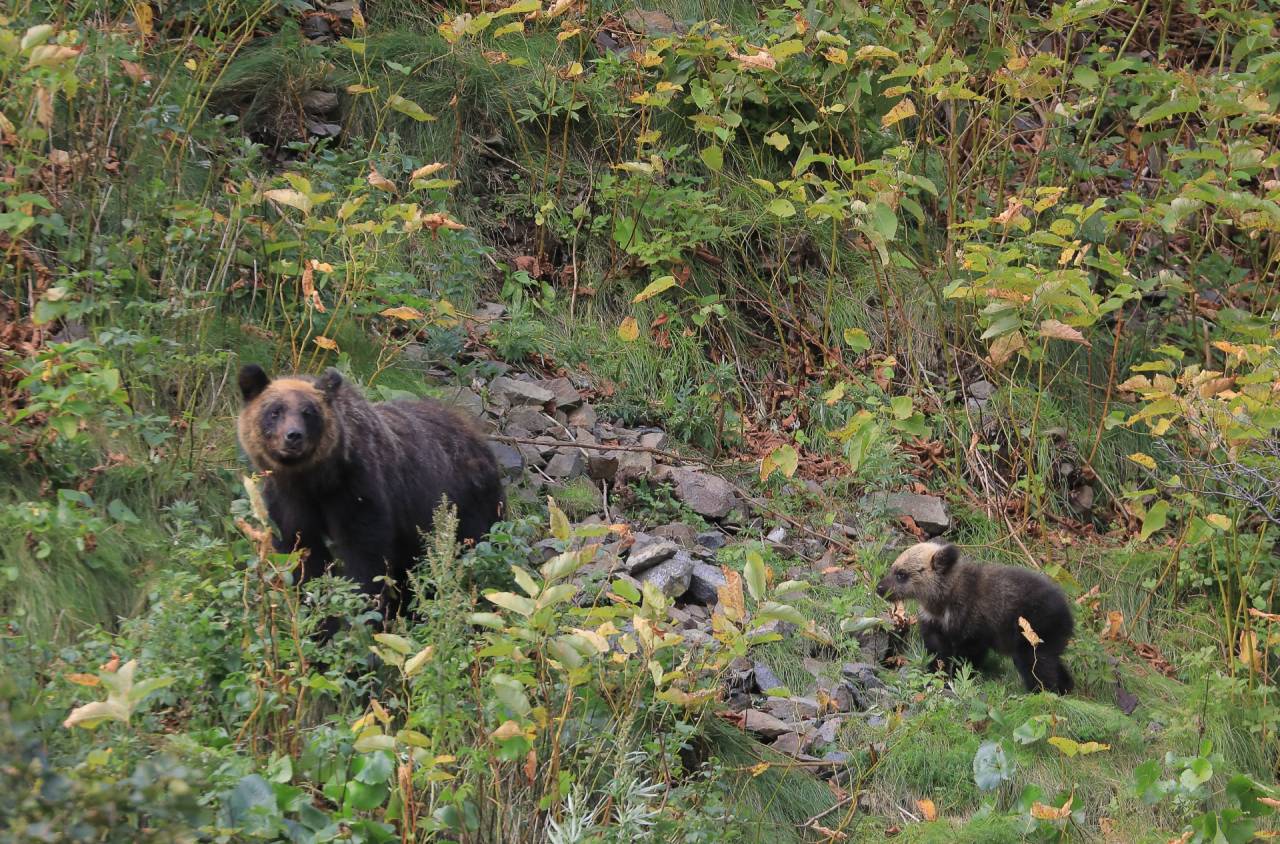 熊を逃すと、オビワン•ケノービになる。