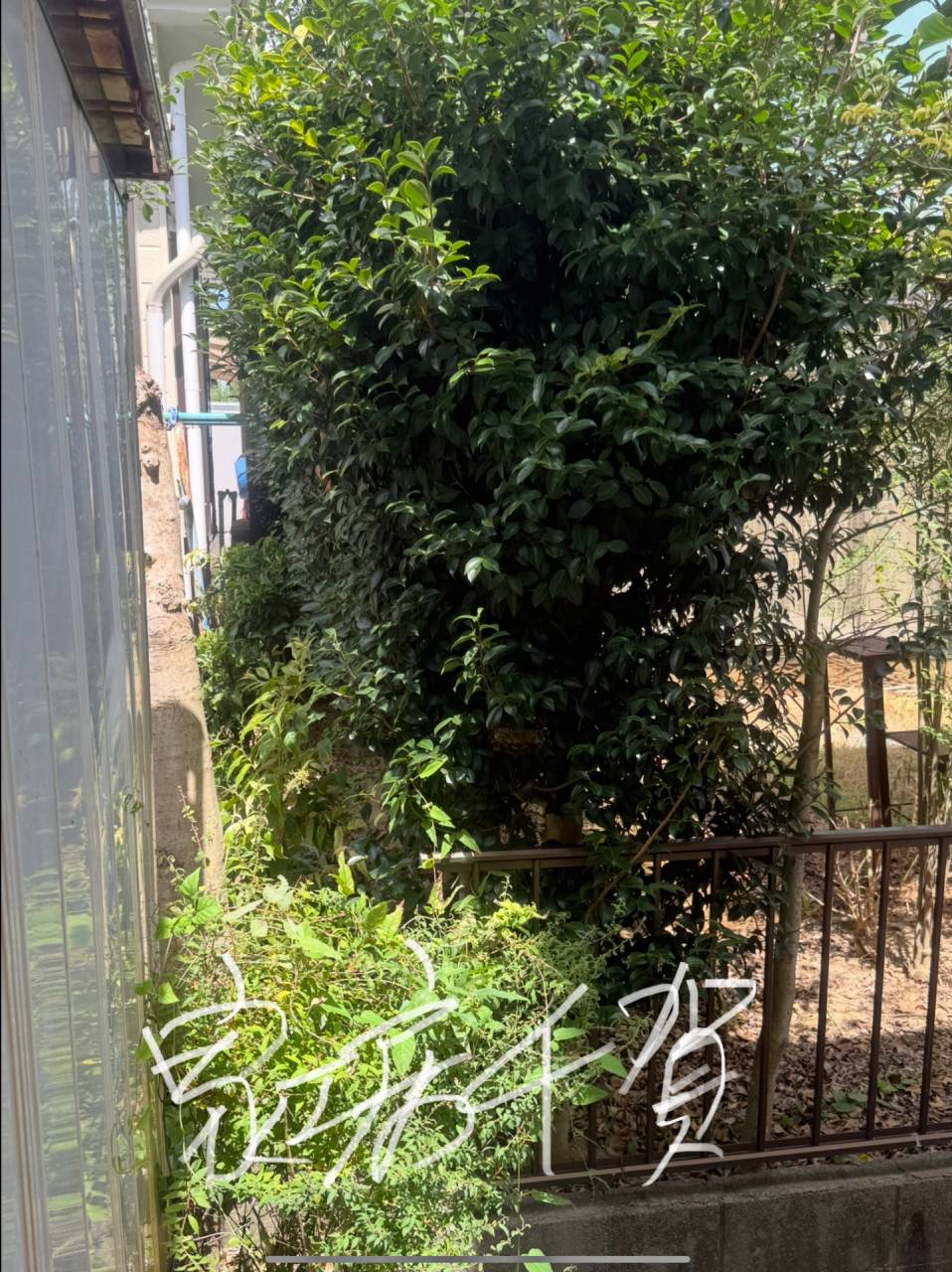 アンタッチャブル　蜂の巣発見の時・・・、