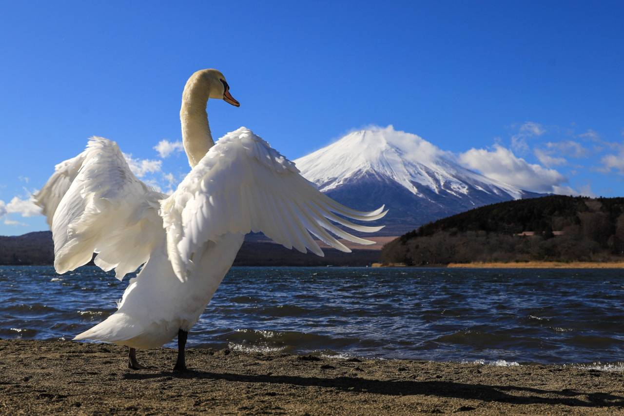 夢の色だね。Overnight Success 明るい未来へ。