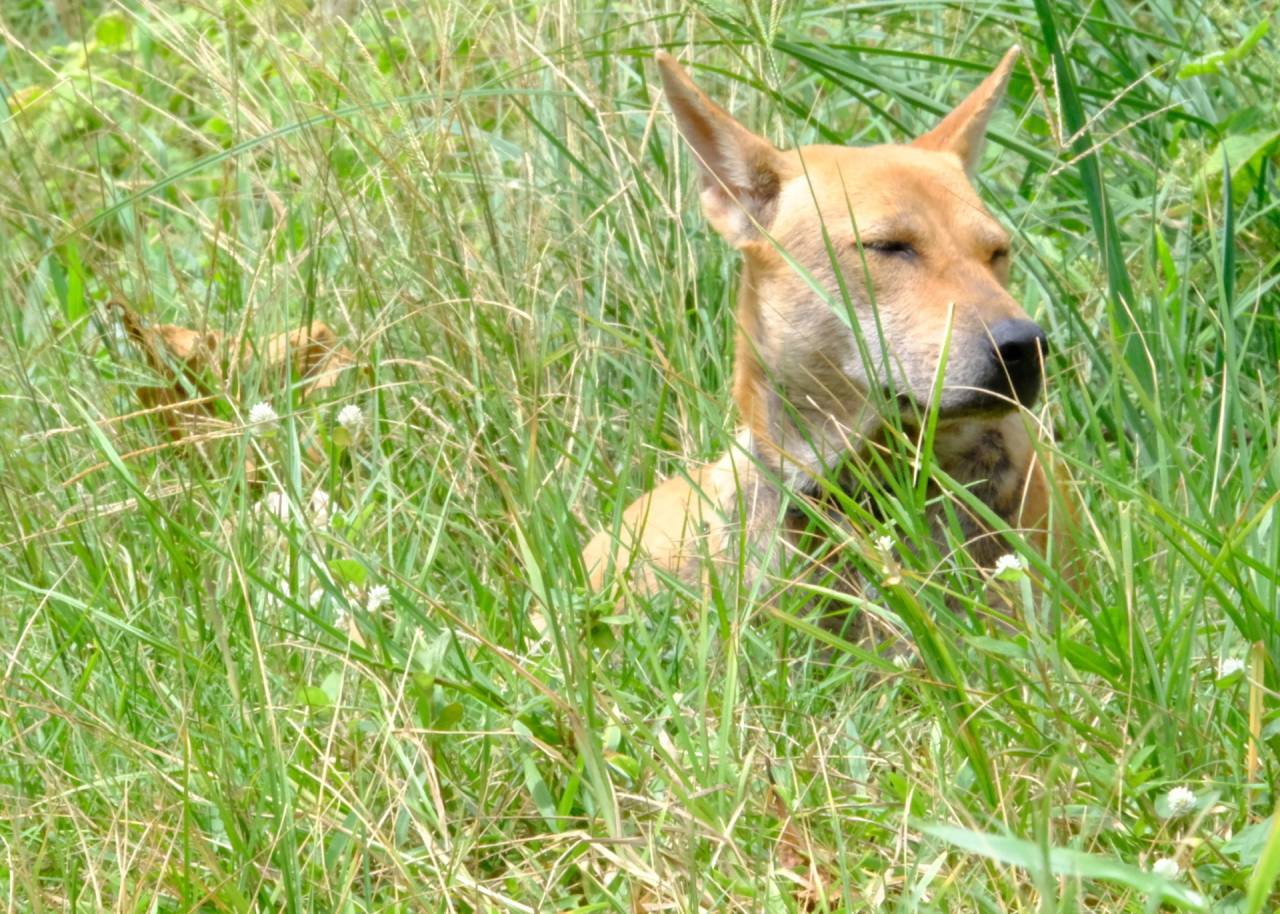その昔、そこら中にいた野良犬は、どこ行ったのだろう？