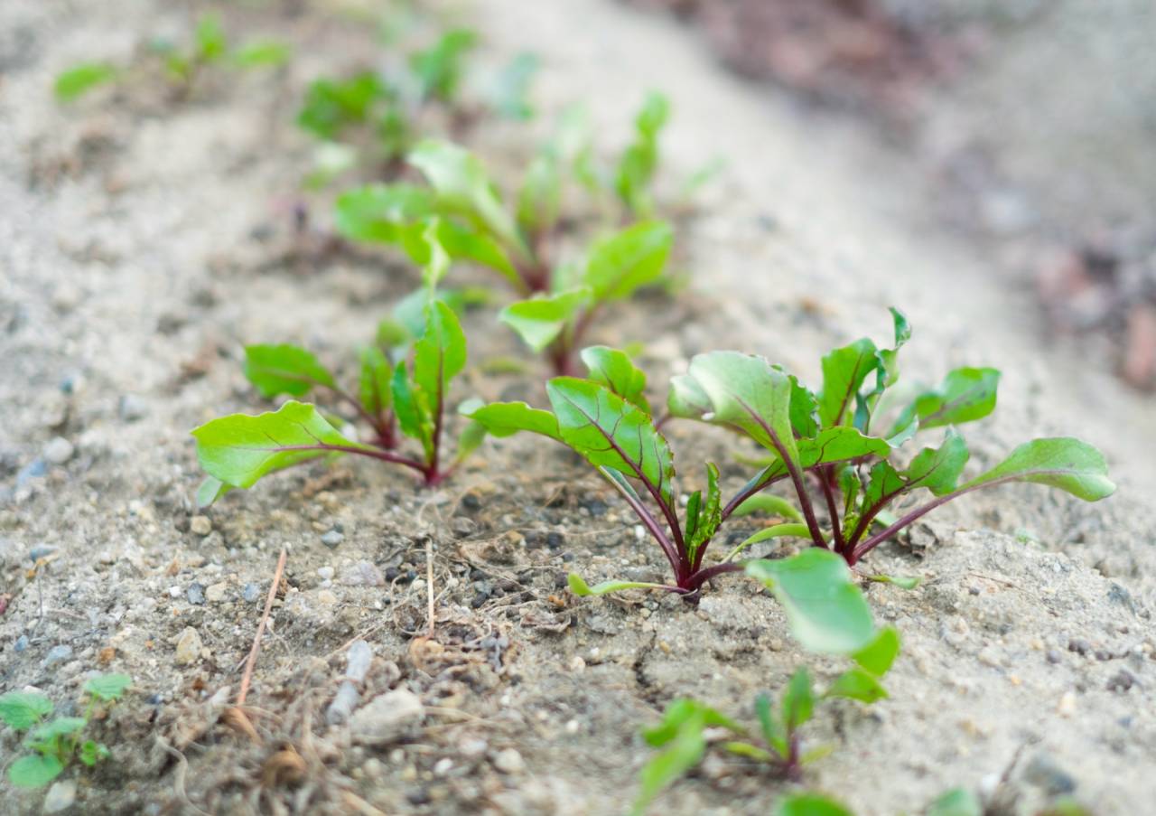 気になるベイト剤、熊も食べたら仏様