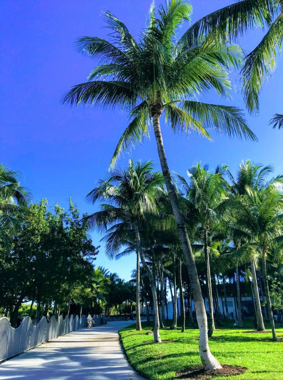 WBC  Benezuera vs Chanpion 