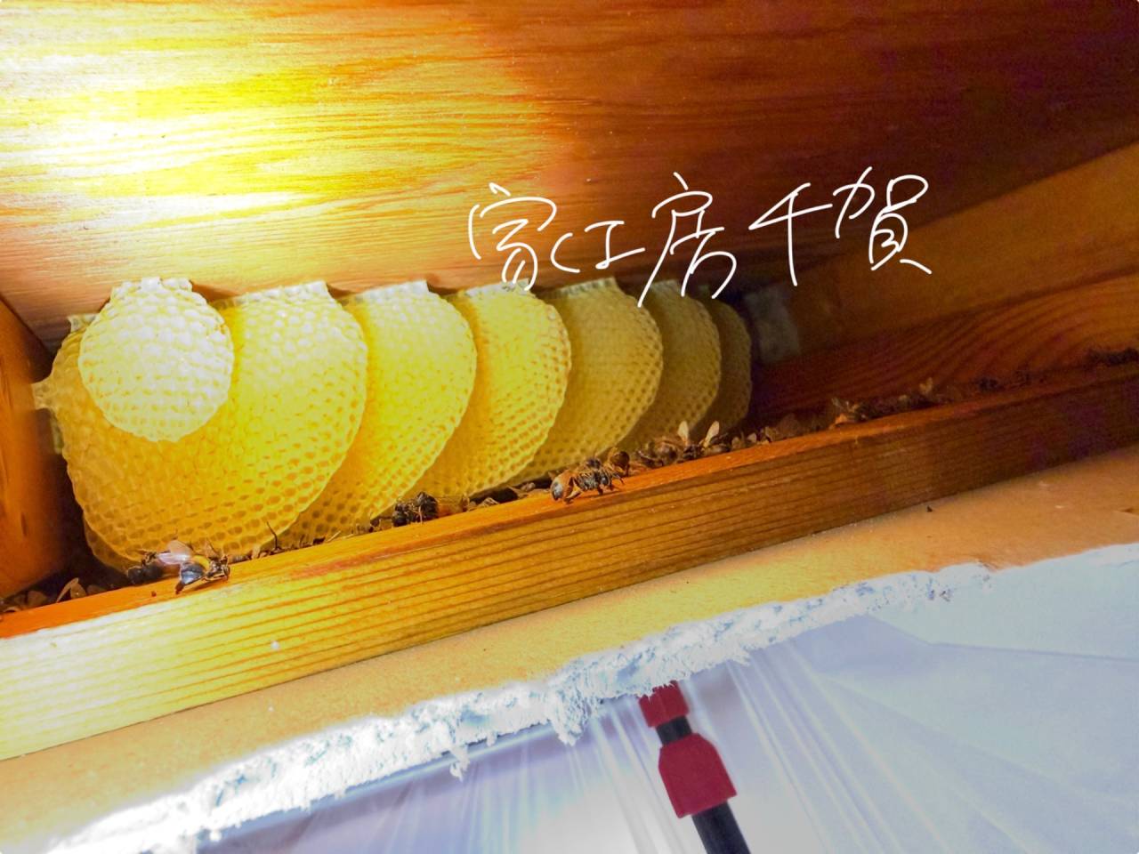 Case study Ⅻ 温暖化の影響かも？屋根裏に侵入した蜜蜂の師団、響く羽音、舞う働き蜂を駆除するの巻